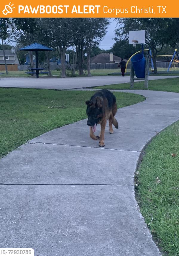 Found/Stray Male Dog last seen Park, Corpus Christi, TX 78413