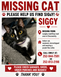 Lost Male Cat last seen Gray Rd/Langley Rd, Chocowinity, NC 27817