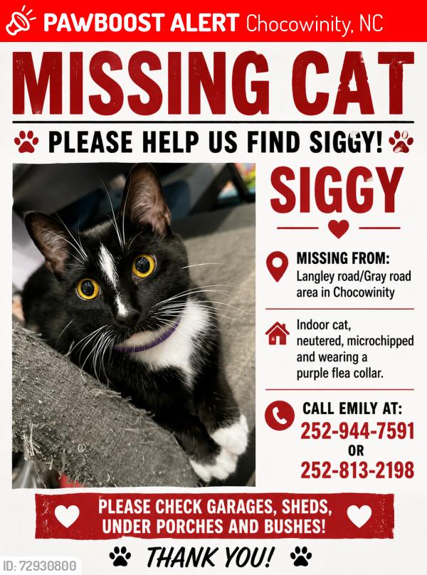 Lost Male Cat last seen Gray Rd/Langley Rd, Chocowinity, NC 27817