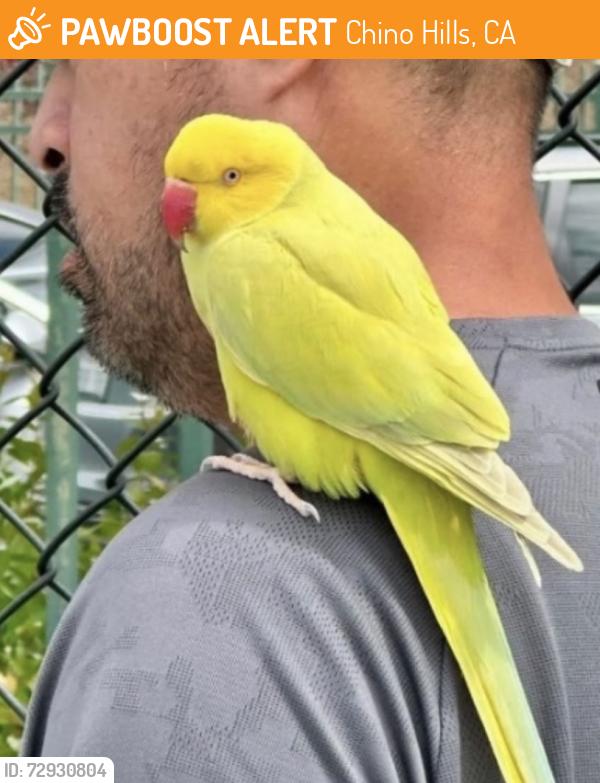 Found/Stray Unknown Bird last seen Grand Ave Park CHINO HILLS CA, Chino Hills, CA 91709