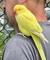 Found/Stray Unknown Bird last seen Grand Ave Park CHINO HILLS CA, Chino Hills, CA 91709