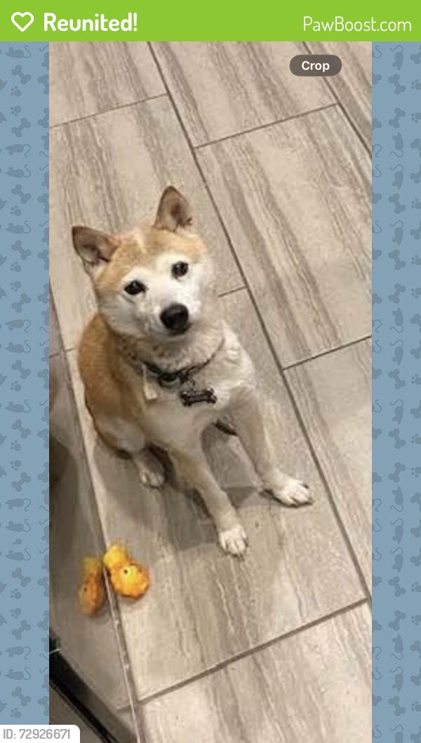 Reunited Female Dog last seen Near ne fourth ave , Fort Lauderdale, FL 33334