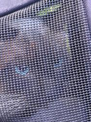 Found/Stray Male Cat last seen Interstate 5 south rest area, Tenino, WA 98589