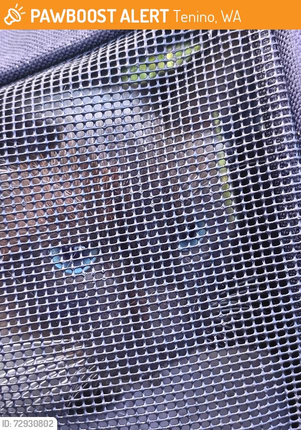 Found/Stray Male Cat last seen Interstate 5 south rest area, Tenino, WA 98589