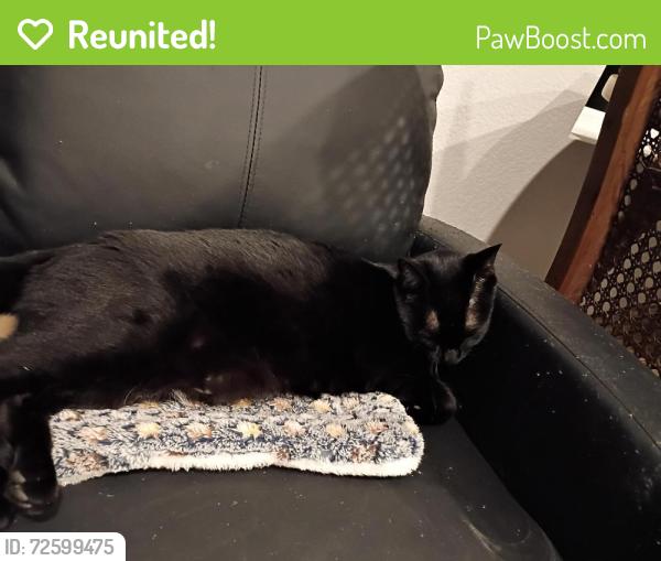 Reunited Female Cat last seen Near Estallo Way , Maxwell, TX 78656