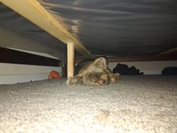 Lost Male Dog last seen Near archwood ln , Rosenberg, TX 77471
