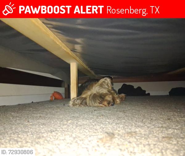 Lost Male Dog last seen Near archwood ln , Rosenberg, TX 77471