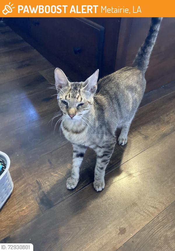 Found/Stray Unknown Cat last seen Lake Vista & West Esplanade , Metairie, LA 70006