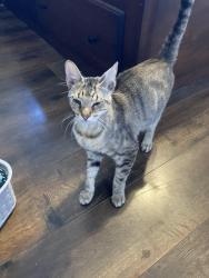 Found/Stray Unknown Cat last seen Lake Vista & West Esplanade , Metairie, LA 70006