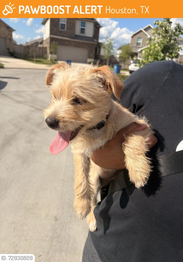 Found/Stray Male Dog last seen Armstrong County Dr, Houston, TX 77433