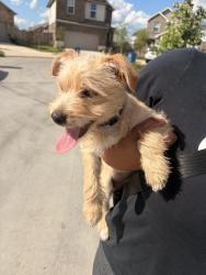 Found/Stray Male Dog last seen Armstrong County Dr, Houston, TX 77433