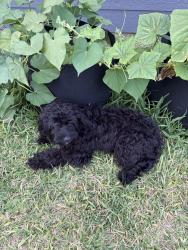 Reunited Male Dog last seen Southern Magnolia Wy, Magnolia, TX 77354, USA, Magnolia, TX 77354