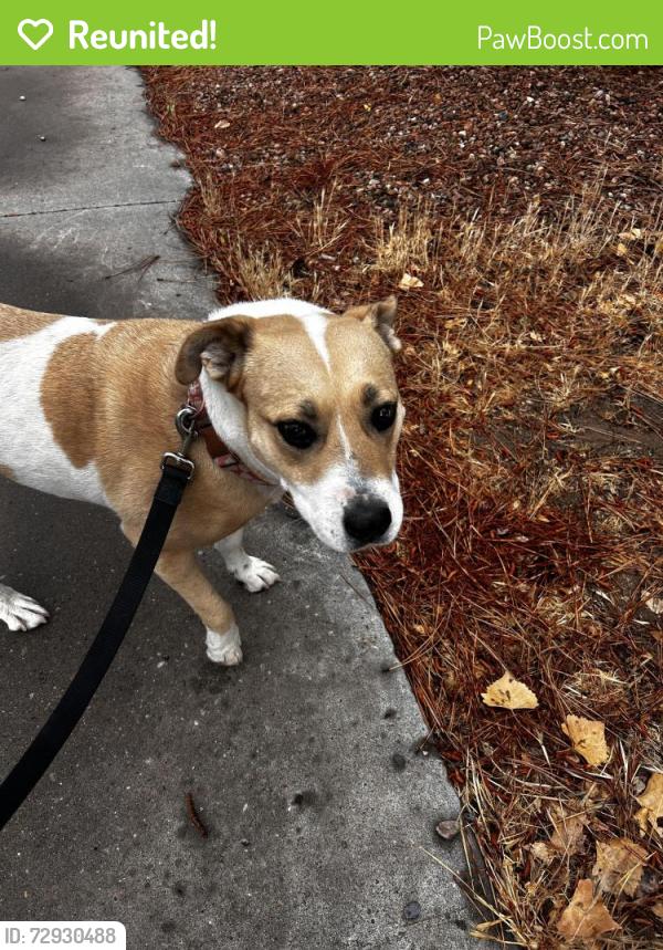 Reunited Unknown Dog last seen Flor de mayo and golde, Albuquerque, NM 87120