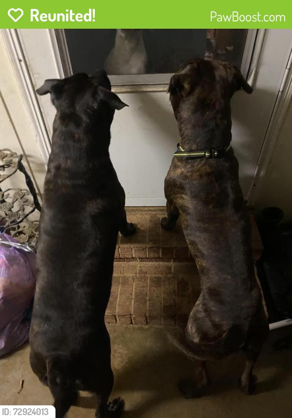 Reunited Male Dog last seen John dodd, Boiling Springs, SC 29316