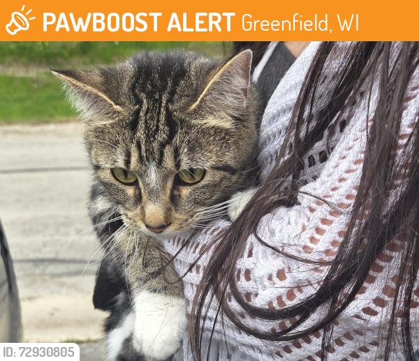 Found/Stray Unknown Cat last seen 43rd st and Coldspring rd, Greenfield, WI 53221