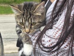 Found/Stray Unknown Cat last seen 43rd st and Coldspring rd, Greenfield, WI 53221