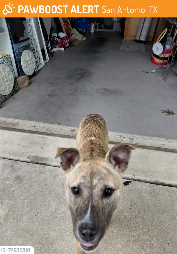 Found/Stray Female Dog last seen New Guilbeau , San Antonio, TX 78254