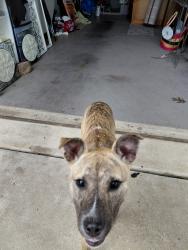 Found/Stray Female Dog last seen New Guilbeau , San Antonio, TX 78254