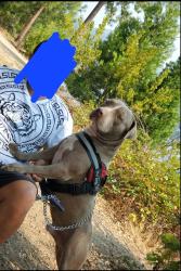 Reunited Male Dog last seen Chestnut ave and Kings canyon, Fresno, CA 93727