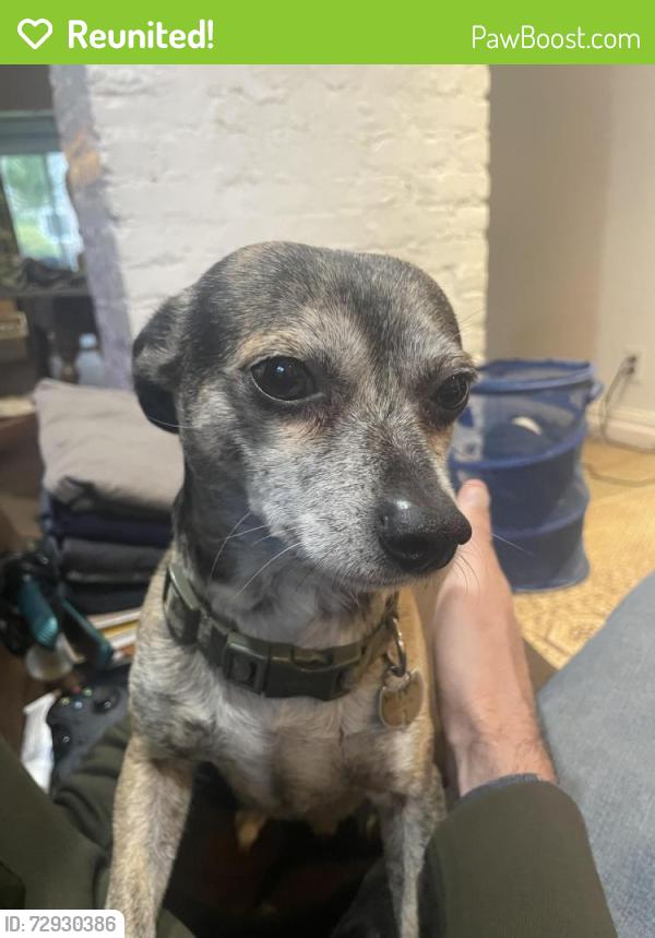 Reunited Male Dog last seen Near Alcatraz avenue, Berkeley, CA 94702