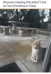 Found/Stray Male Cat last seen Foothill and Via Christina , Vista, CA 92084