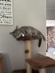 Lost Male Cat last seen Grace Bible Church , Clements Bridge RD, Trinitly PL , Little LN, Barrington, NJ 08007