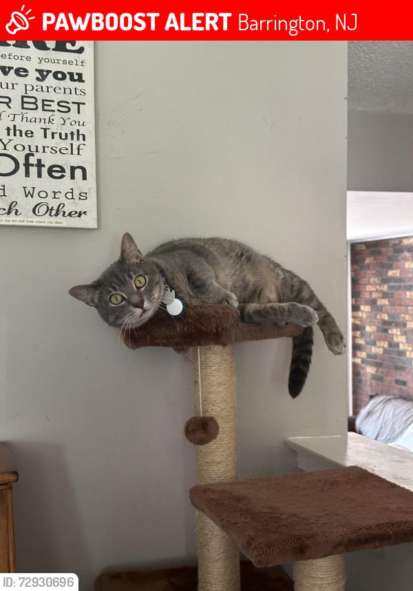 Lost Male Cat last seen Grace Bible Church , Clements Bridge RD, Trinitly PL , Little LN, Barrington, NJ 08007