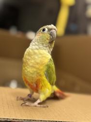 Lost Unknown Bird last seen E Stuart ave Redlands ca, Redlands, CA 92374