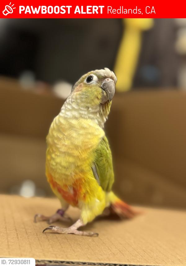 Lost Unknown Bird last seen E Stuart ave Redlands ca, Redlands, CA 92374