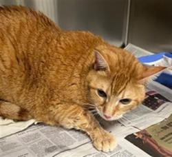 Shelter Stray Male Cat last seen , Los Angeles, CA 90025