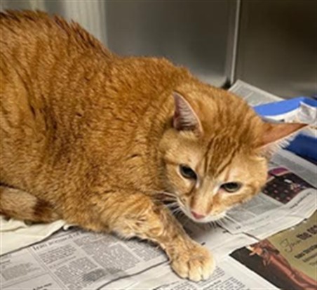 Shelter Stray Male Cat last seen , Los Angeles, CA 90025