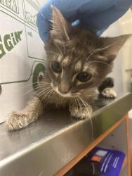 Shelter Stray Female Cat last seen Near BLOCK MILITARY RD S, AUBURN WA 98001, Kent, WA 98032