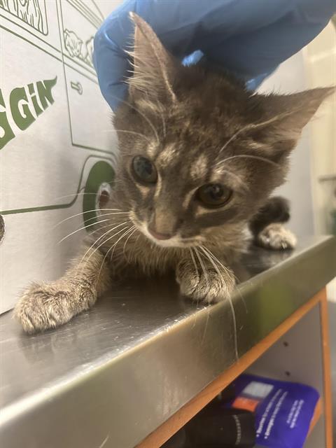 Shelter Stray Female Cat last seen Near BLOCK MILITARY RD S, AUBURN WA 98001, Kent, WA 98032