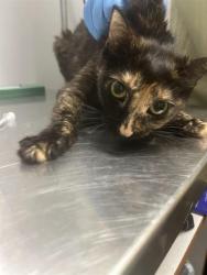 Shelter Stray Female Cat last seen Near BLOCK MILITARY RD S, AUBURN WA 98001, Kent, WA 98032