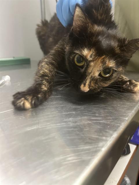 Shelter Stray Female Cat last seen Near BLOCK MILITARY RD S, AUBURN WA 98001, Kent, WA 98032