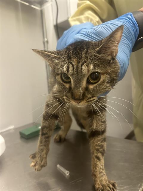 Shelter Stray Female Cat last seen Near BLOCK MILITARY RD S, AUBURN WA 98001, Kent, WA 98032