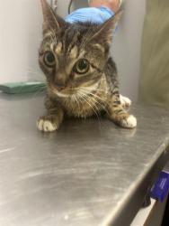 Shelter Stray Female Cat last seen Near BLOCK MILITARY RD S, AUBURN WA 98001, Kent, WA 98032