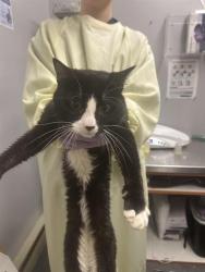 Shelter Stray Male Cat last seen Near BLOCK MILITARY RD S, AUBURN WA 98001, Kent, WA 98032