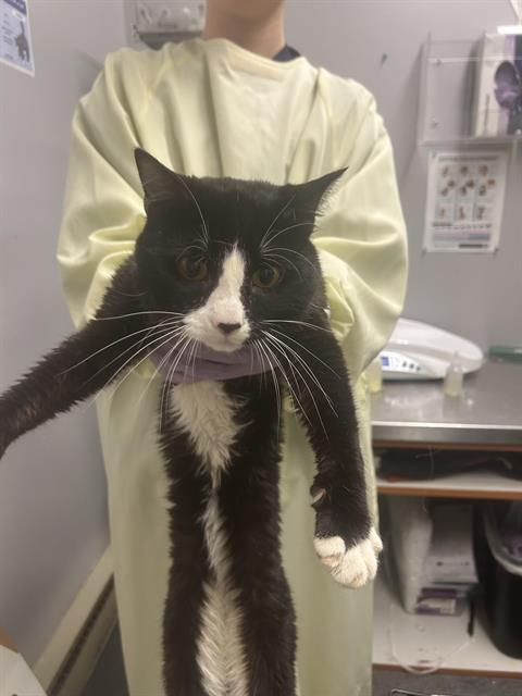 Shelter Stray Male Cat last seen Near BLOCK MILITARY RD S, AUBURN WA 98001, Kent, WA 98032