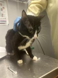 Shelter Stray Male Cat last seen Near BLOCK MILITARY RD S, AUBURN WA 98001, Kent, WA 98032