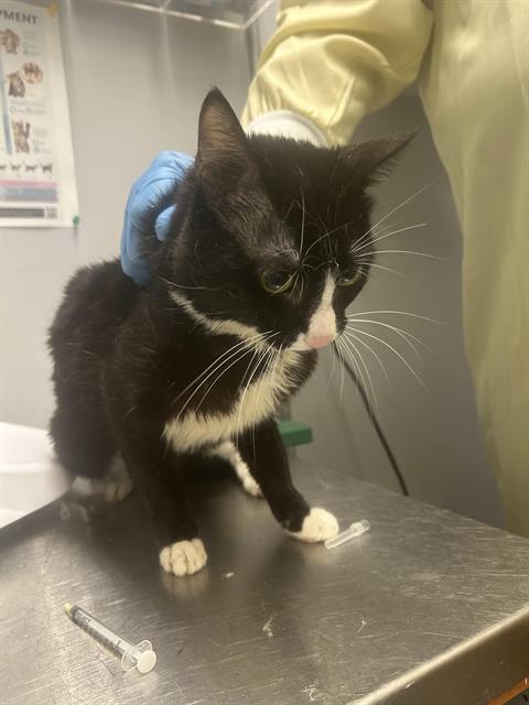 Shelter Stray Male Cat last seen Near BLOCK MILITARY RD S, AUBURN WA 98001, Kent, WA 98032