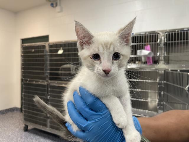 Shelter Stray Male Cat last seen Near BLOCK VILLETA DR, LA QUINTA CA 92253, Thousand Palms, CA, USA