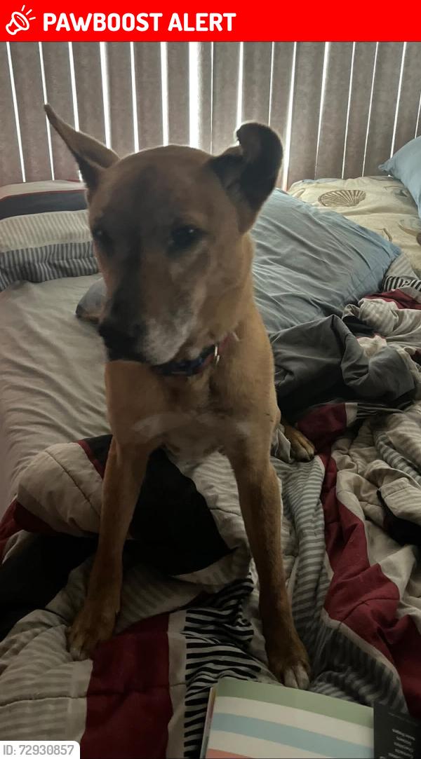 Deceased Male Dog last seen Moss Hammock Trl, Florida 33872, USA, Highlands County, FL 33872