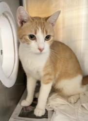 Shelter Stray Female Cat last seen , Los Angeles, CA 90031