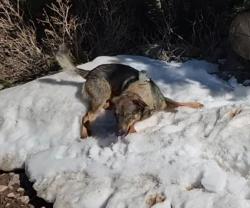 Lost Male Dog last seen Horn drive and little horn drive, Custer County, CO 81252