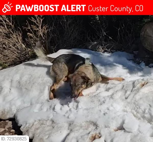 Lost Male Dog last seen Horn drive and little horn drive, Custer County, CO 81252