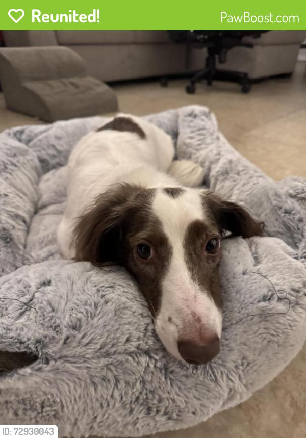 Reunited Male Dog last seen Near NW 16th St, Boca Raton, FL 33432