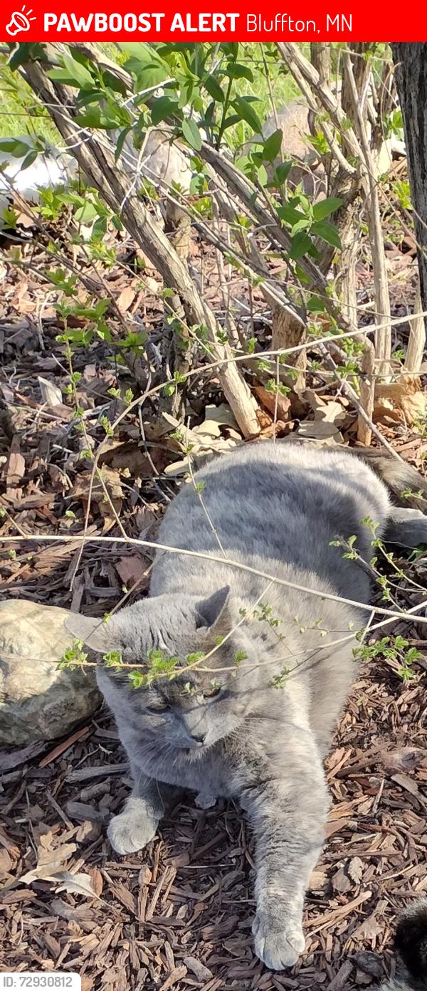 Lost Female Cat last seen Near 5th st Bluffton , Bluffton, MN 56518
