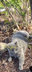 Lost Female Cat last seen Near 5th st Bluffton , Bluffton, MN 56518