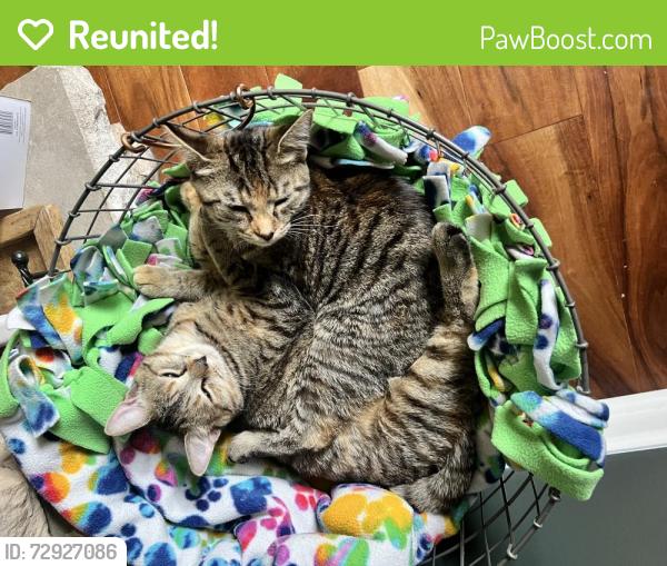 Reunited Female Cat last seen Near Muncie Elks Golf Course, Muncie, IN 47304